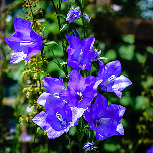 蓝色芭蕾花(白兰地大佛罗伦萨)图片