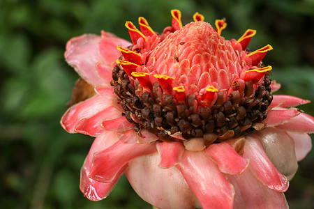 火炬姜花特写镜头 是一种多年生草本植物 美丽的异域生姜植物 开出独特的红色花朵和美丽的绿色叶子 自然背景植物群热带植被生物学雨林图片