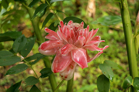红火炬姜花 美丽的异域生姜植物 开出独特的红色花朵和美丽的绿色叶子 是多年生草本植物的一种 植物学同义词火炬雨林花园荒野热带生长图片