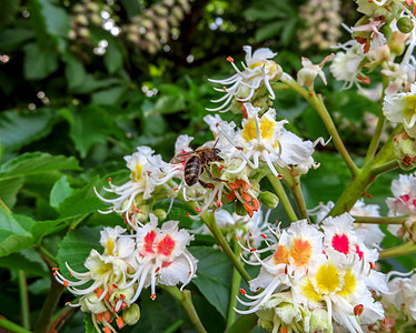 粉花栗子闭合季节叶子植物群绿色白色花瓣公园蜜蜂植物图片