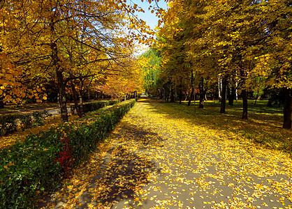 金秋巷街道花园森林场景胡同叶子公园黄色季节小路背景图片