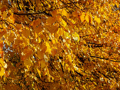 金秋树公园叶子季节性季节植物绿色森林黄色场景背景图片