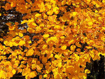 金秋树植物黄色季节性叶子森林季节绿色公园场景背景图片