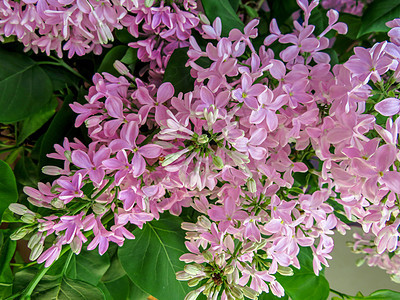 花花背景衬套紫色植物花瓣绿色花朵季节花园粉色叶子图片