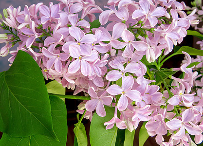 花花背景粉色季节叶子花园植物紫色花朵绿色衬套花瓣图片