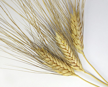 白底对白底的小麦阴影面包种子季节玉米金子耳朵植物食物农场图片