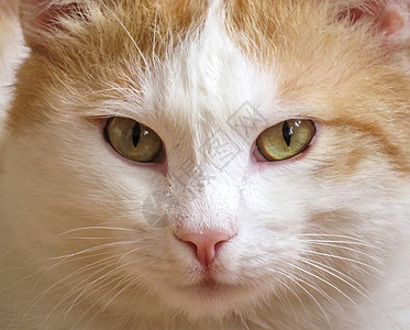 白猫和红猫橙子宠物相机男性动物毛皮红色图片