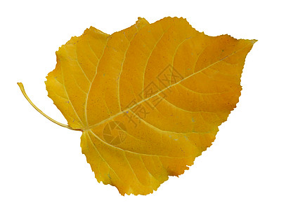白色叶子素材黄杨树叶分离株季节性植物白色季节黄色叶子背景