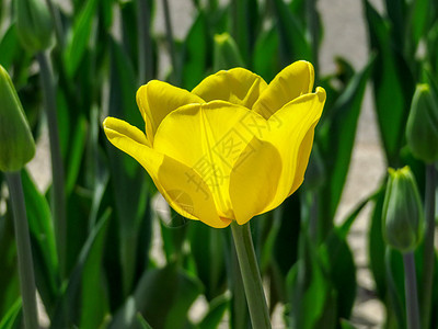 黄色郁金香特写花朵绿色季节公园花园叶子植物阳光图片
