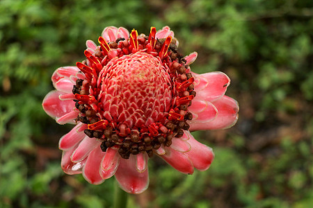 以深绿色植被为背景的自然环境中充满活力的粉红色火炬姜花的顶视图 阳光下的观赏花卉 开出独特的红色花朵的美丽异国情调的生姜植物热带图片