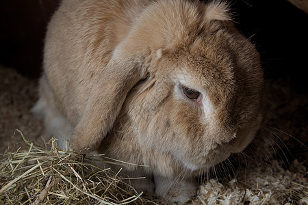 宠物兔 矮小的荷兰垂耳兔 坐在木屑和干草中 在闪光灯的暗背景下显得喜怒无常背景图片