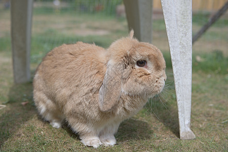 非常可爱的沙矮矮人罗布宠物兔子 探索花园家具室外 在短草在笔中图片