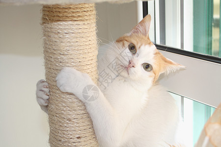 红猫和白猫以及抓抓柱小猫猫咪头发绳索宠物动物眼睛成人女性白色图片