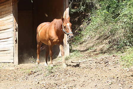 棕色马从稳定状态出来盒子动物牧场乡村农村畜栏谷仓马术图片