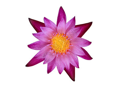 白色背面隔离的紫色莲花和黄色花粉图片