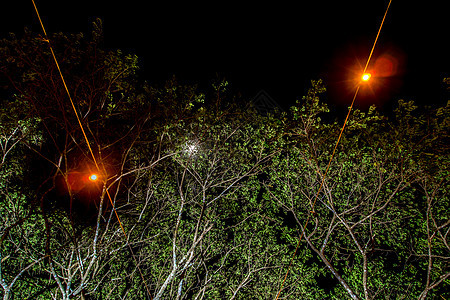 大树下电缆上的照明灯光叶子风格花园黄色白色树木绿色装饰背景火花图片