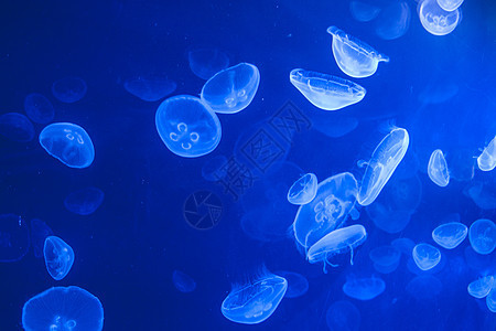 蓝色深水上的一群水母图片