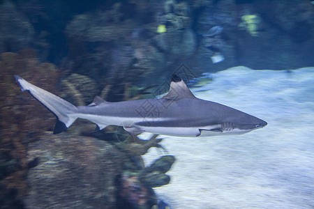 黑鳍礁鲨咸水鱼捕食者学校黑鳍生活潜水动物热带黑翅目黑色危险图片