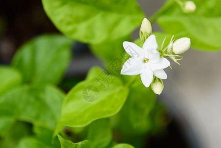 花园里有新鲜的茉莉花园艺植物学花瓣疗法草本植物植物群植物芳香叶子茉莉图片