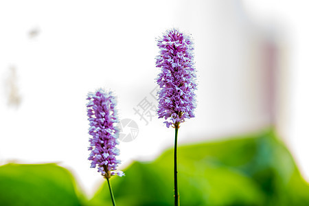 普通生物托尔特的光芒 皮斯托塔·奥皮基纳利斯图片