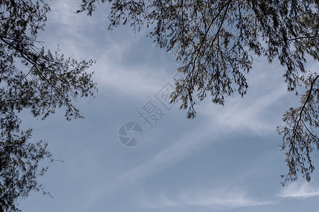 松树叶和蓝天空背景Name场景黄色松树植物天空海滩叶子森林绿色季节图片