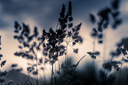 在阳光明媚的夜幕下 草地深浅花粉鸭舌草天空草原绿色场地荒野叶子植物群雌蕊图片