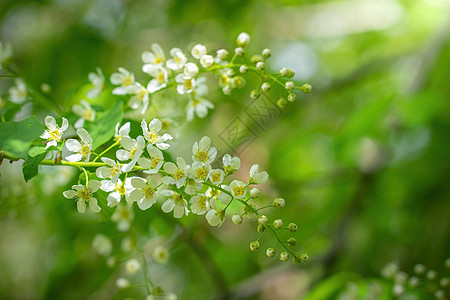 白花中开花的鸟樱桃分枝花园花卉叶子天空绿色背景枝条植物白色花朵图片