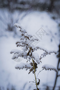 雪中植物白色雪花植物群冻结枝条季节性季节图片