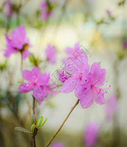 春花粉红色杏仁贴合灌木紫色花瓣耀斑季节枝条宏观植物花朵背景图片