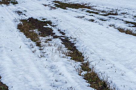 与融雪和去年的草地植物场景遗迹白色土地黄色公园牧草风景场地图片