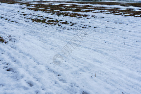 与融雪和去年的草地场地植物风景黄色牧草公园乡村场景土地白色图片