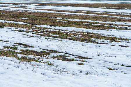与融雪和去年的草地遗迹场地风景牧草白色土地公园黄色场景乡村图片