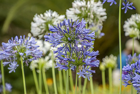 蓝花背景花园生态植物学宏观季节植物阳光植物群花瓣植被图片
