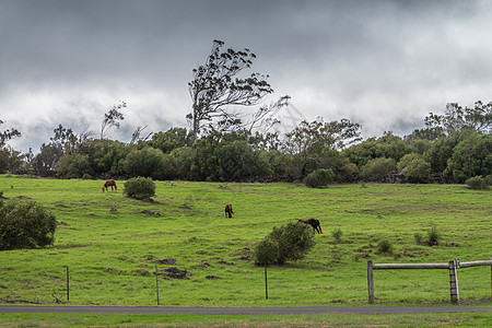 马在帕克牧场总部地盘的草原上骑马 Waimea Haw图片