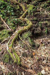 卡卡卡木基拉村附近的黑岩悬崖上爬树根图片