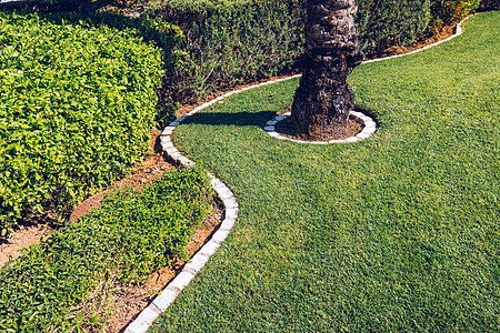 绿色草 作为自然背景使用 绿色草 前线植物线条围栏房子树木草坪院子草地园艺设计图片