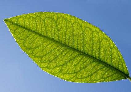 柠檬叶氯仿生物学活力蓝色神经青年植物柠檬对角线静脉图片