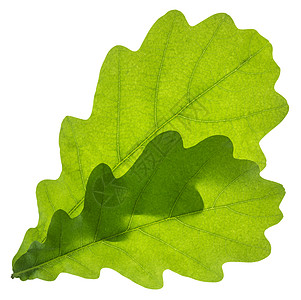 橡树叶分离物叶子橡木植物小路季节白色剪裁衬套宏观绿色图片