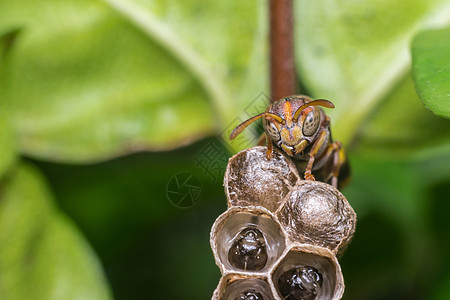 自然巢穴膜翅目宏观蚂蚁漏洞雨林六边形蜜蜂危险纤维幼虫成人生态图片