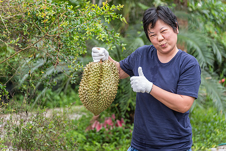 拥有都良的亚洲农民是水果之王食物甜点异国乡村植物女士收成美食榴莲工人图片