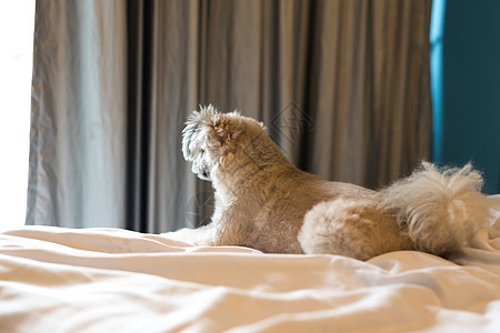 狗睡在家中或旅馆卧室的床上阳光宠物动物织物兴趣贵宾犬床罩哺乳动物犬类小狗图片