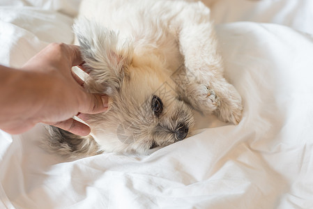 狗睡在家中或旅馆卧室的床上织物犬类阳光动物贵宾犬考勤眼睛床罩毯子注意力图片