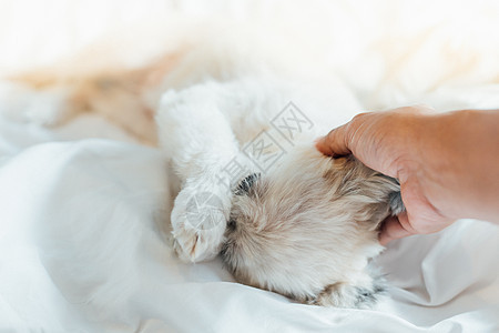 狗睡在家中或旅馆卧室的床上手势宠物贵宾犬兴趣床罩犬类阳光小狗眼睛毯子图片