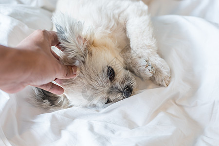 狗睡在家中或旅馆卧室的床上手势毯子贵宾犬宠物动物注意力织物小狗哺乳动物阳光图片