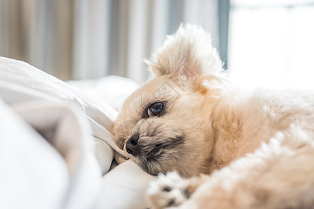 狗睡在家中或旅馆卧室的床上织物闲暇手势动物眼睛犬类宠物阳光哺乳动物注意力图片