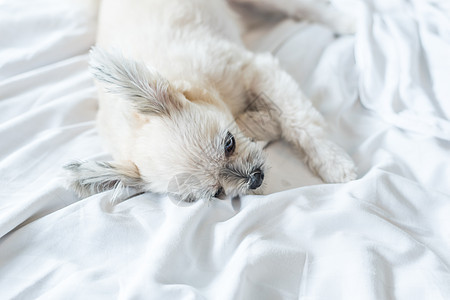 狗睡在家中或旅馆卧室的床上宠物小狗手势动物眼睛考勤阳光兴趣床罩织物图片