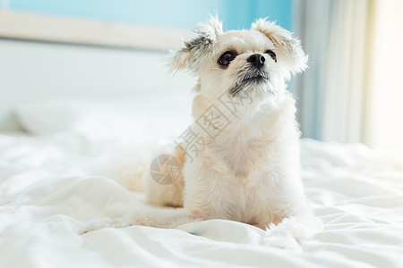 狗睡在家中或旅馆卧室的床上犬类注意力哺乳动物小狗毯子贵宾犬考勤兴趣酒店织物背景图片