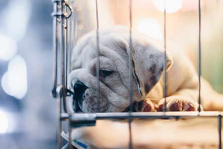 狗狗在宠物商店的狗笼里等待 希望获得自由小狗孤独栅栏锁定哺乳动物庇护所犬类狗窝睡眠眼睛图片