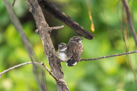 自然野生的两只鸟马来西亚粉丝雀鸟类花斑羽毛动物群兄弟花园情谊朋友们夫妻荒野图片