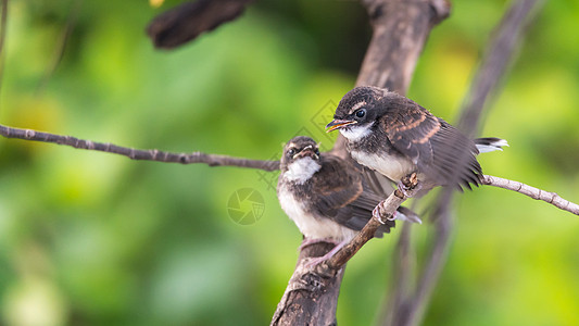 自然野生的两只鸟马来西亚粉丝雀栖息植物花斑手足野生动物兄弟弟兄们鸟类夫妻恐慌图片